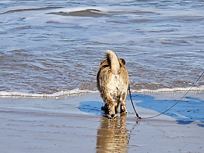 beach pepper